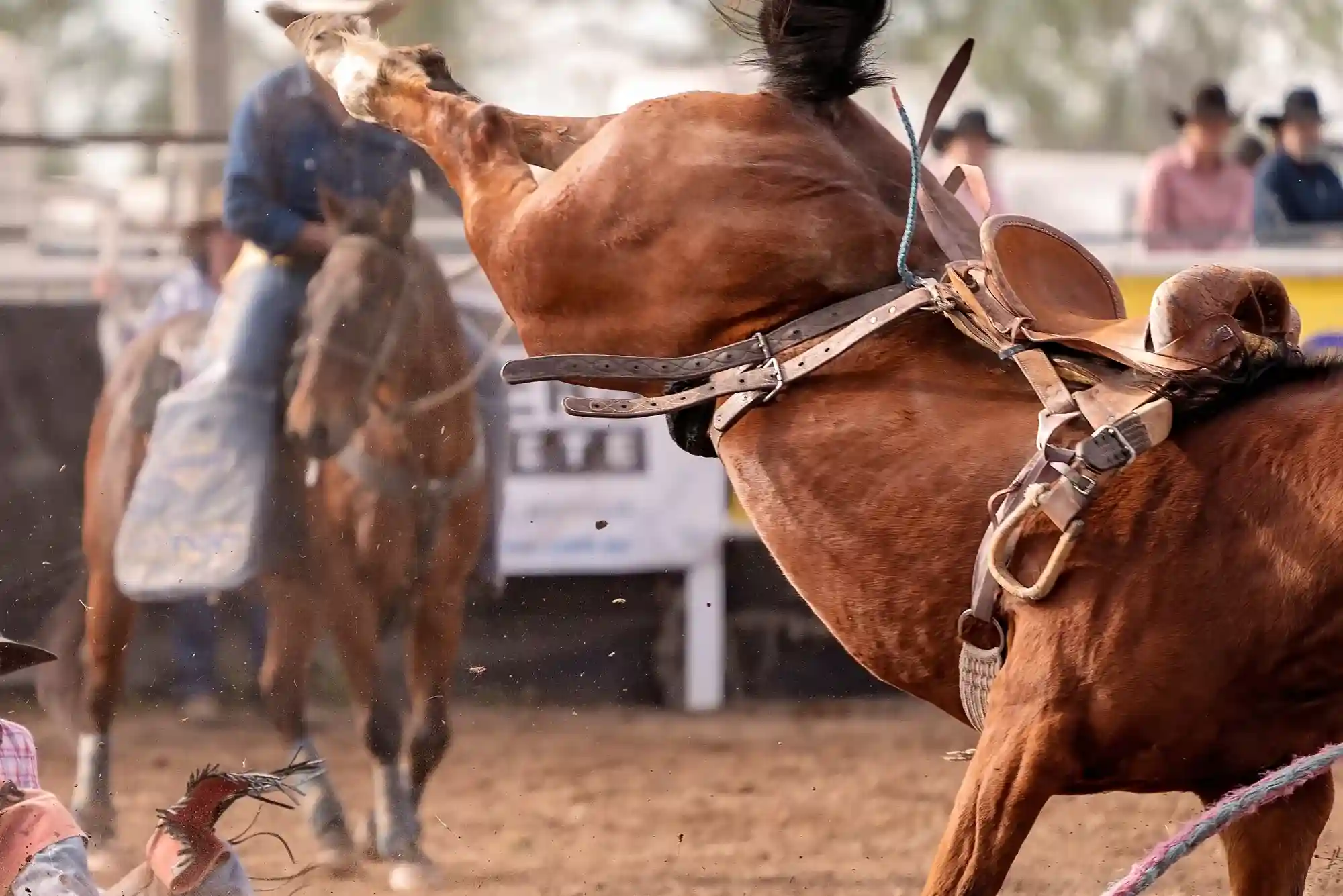 How to Read Horse Racing Betting Odds