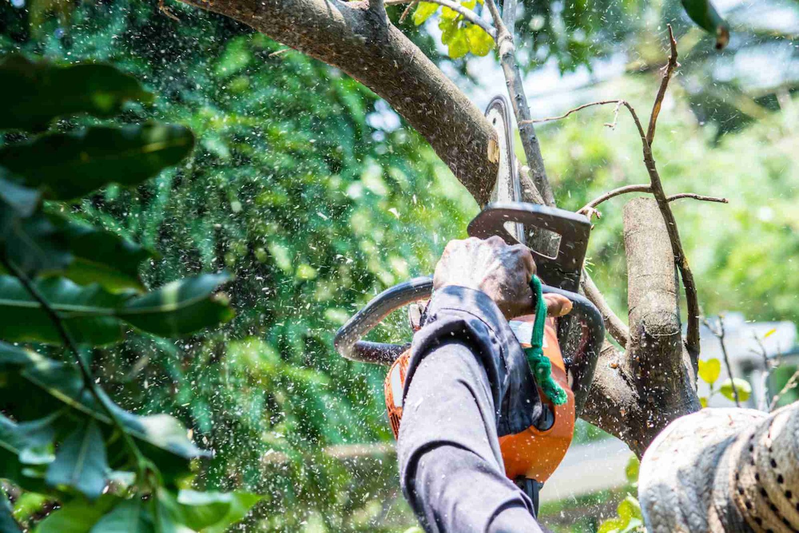 Tree Service in La Grange, IL